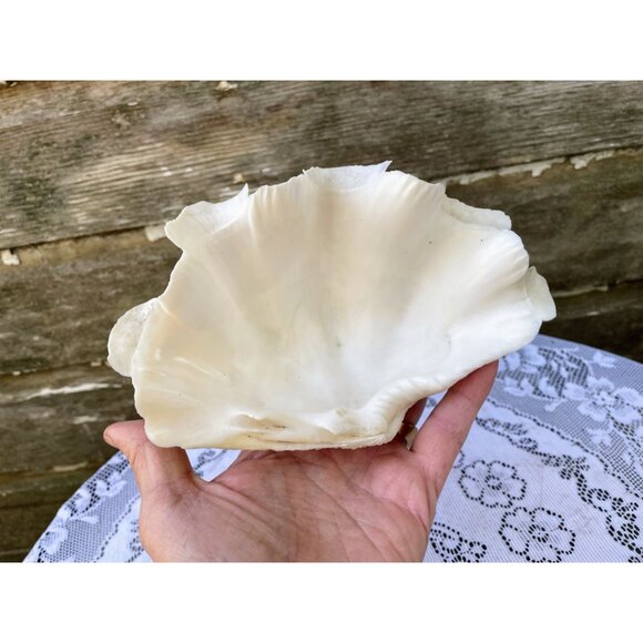 Vintage Small Clam Shell Beach Cottage Decor 6.5x5 - Picture 2 of 8